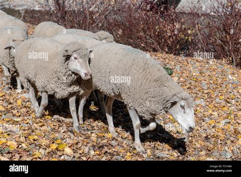 Domestic Sheep Ovis Aries Are Quadrupedal Hi Res Stock Photography And