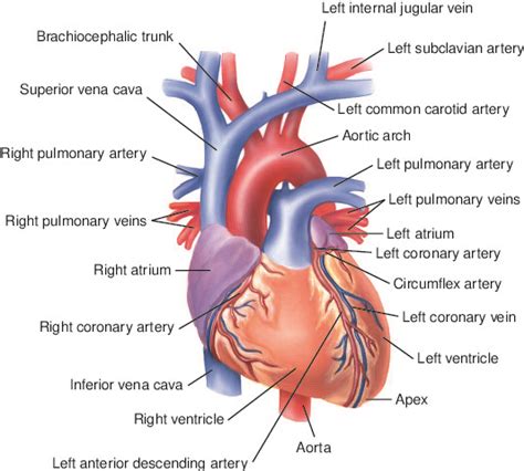 Heart Tabers Medical Dictionary