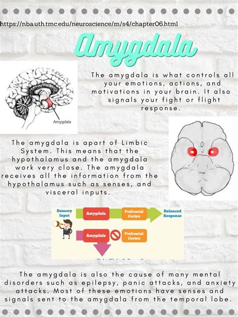 Amygdala Physiopedia