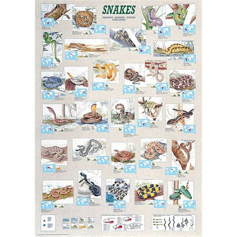Snakes Educational Chart