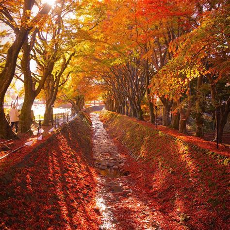 Autumn Leaves In Japan Guide To Best Spots To Visit In Oct And Nov 2019