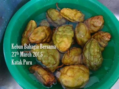 Oh ya sekalian jemput dwi ya, habis dari beli buah jemput dwi, perintahku lagi sama pembantuku. Kebun Bahagia Bersama: Katak Puru Asam Boi