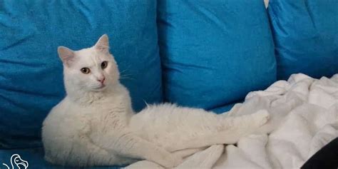 Watch Cats Sitting Like Humans The Dodo