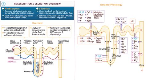 Physiology Overview Of Reabsorption And Secretion In The Nephron