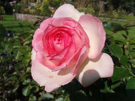 Ranczo Elma Róża Eden Rose 85