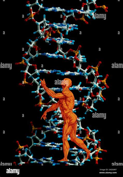 El Adn Y El Cuerpo Humano Equipo Ilustraciones De Parte De La Molécula
