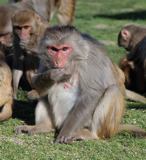 Colony Of Rhesus Macaques Come See Our World