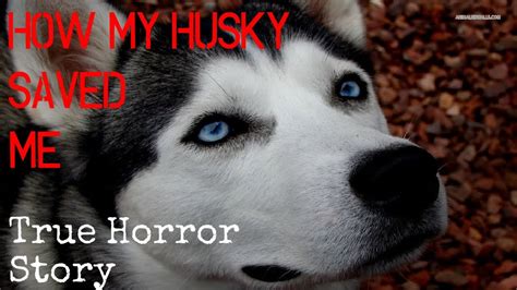 true horror story how my husky saved me youtube