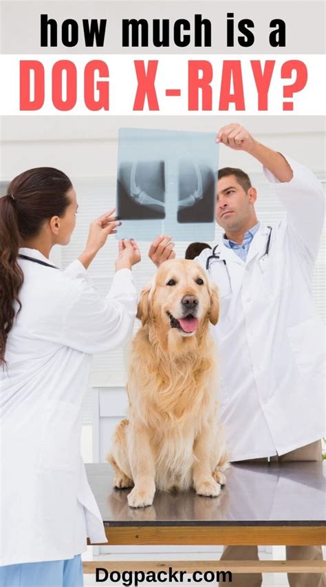 How Much Do Dog X Rays Cost At The Vet Dogpackr