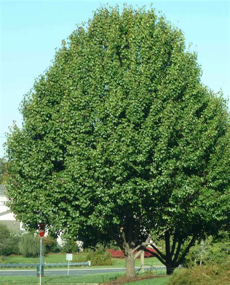 Bradford Pear Tree Identification Earth Base