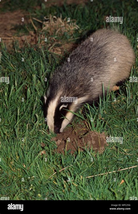 Badger Digging Out Molehill Meles Meles Hampshire Southern England