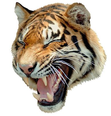 Giant Realistic Flying Tiger - Uncle Grandpa Wiki png image