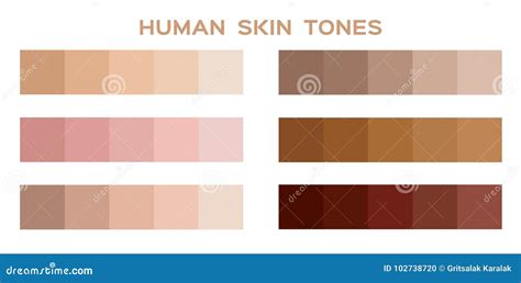 Skin Tone Color Scale Chart Brown Palette Vector Human Skin