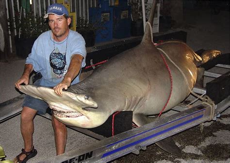Shortly after the predator led the group of researchers to. 1,280-Pound Shark, on Ice, Tugs at Record - The New York Times