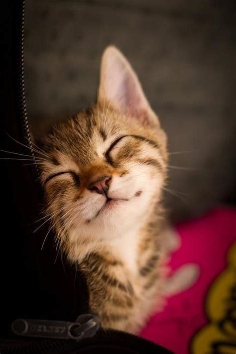 4935 Best Images About Cats On Pinterest Orange Cats