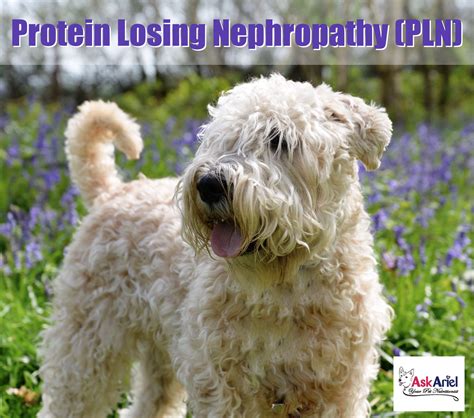 We did not find results for: Natural Kidney Supplements for Dogs & Cats - Ask Ariel ...