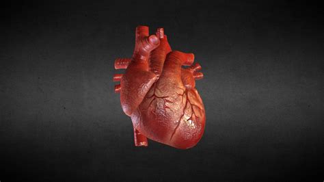 Human Heart Hd Wallpapers Top Free Human Heart Hd Backgrounds