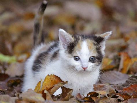 All new wallpaper : Gambar Kucing Imut dan Lucu Terbaru