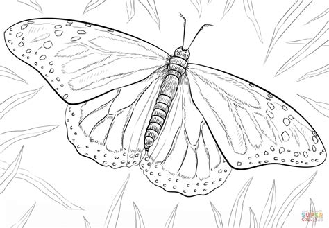 Monarch Caterpillar Coloring Pages