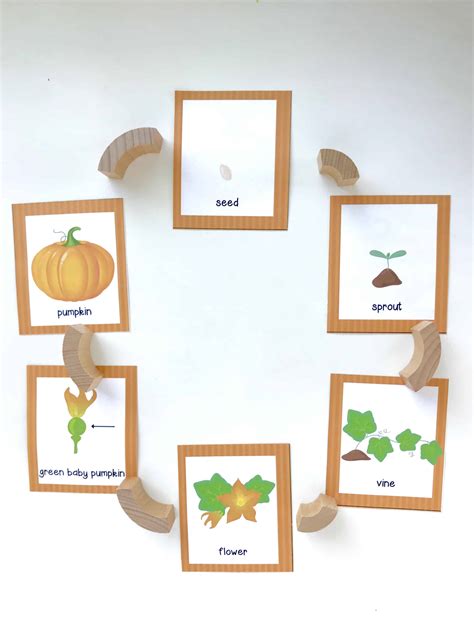Pumpkin Life Cycle Printable Memory Game I Can Teach My Child