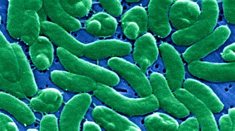 Vibrio Flesh Eating Bacteria In The Water What You Need To Know