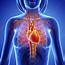 Female Cardiovascular System Artwork  Stock Image F006/1285
