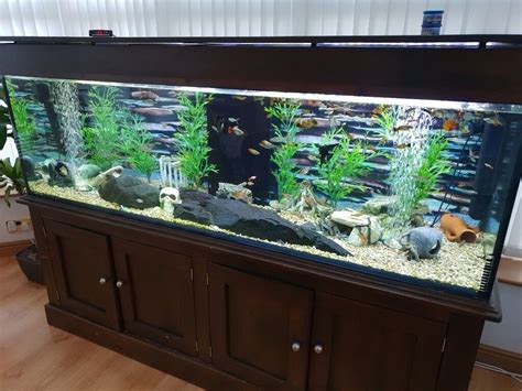 Very Large Fish Tank All Accessories Delivery And Installation