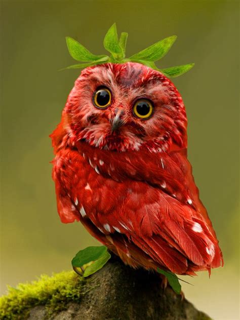 Strawberry Owl 2 Beautiful Birds Colorful Birds Animals Beautiful