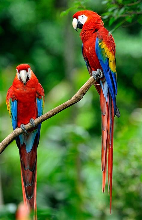 What Are Some Of The Most Colorful Birds Quora