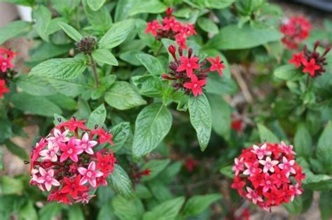 In 2008, scientists with the flanders institute for biotechnology in gent, belgium, determined what makes plants either annual or perennial. Pentas lanceolata