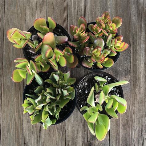 Jade Assorted Packs 4 Inch Premium Succulents Direct From The Nursery