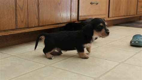 Dachshund Mix Puppies For Sale Youtube