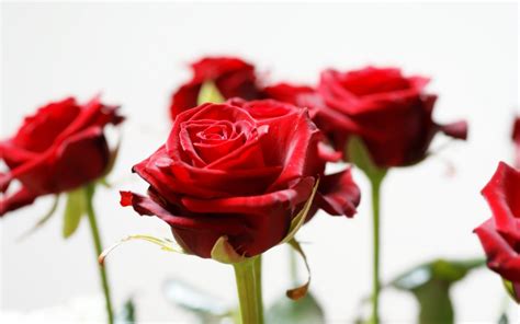 Long Stem Red Roses Wallpapers Hd Wallpapers Id 8503