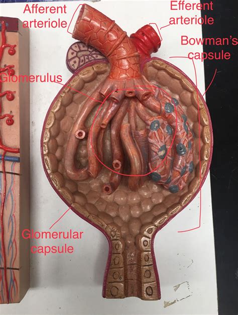 Study Biology Biology Teacher Biology Notes Kidney Anatomy Medical