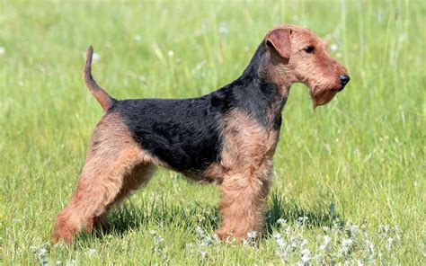Welsh Terrier Puppies for Sale from Ethical Breeders