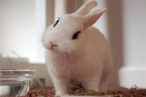 Blanc De Hotot Rabbit Care Sheet Here Bunny