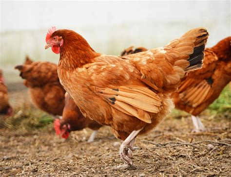 3 Cara Ternak Ayam Kampung Yang Baik Dan Menguntungkan