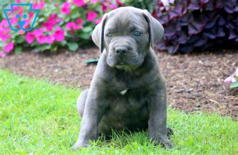 Cane Corso Dog Puppies For Sale Or Adoption At Berea 99degree