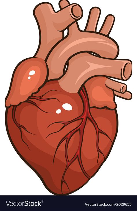 Human Heart Royalty Free Vector Image Vectorstock