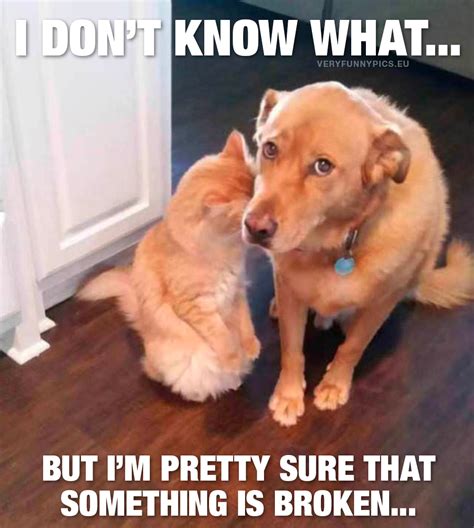 Ten Funny Animal Pictures That You Probably Can Relate To Very Funny
