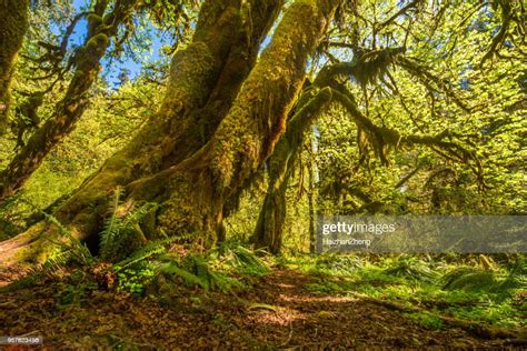 Hoh Rainforest In Olympic National Park Washington Usa High Res Stock