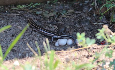 Five Lined Skink With Eggs I Had A Rare Opportunity To Pho Flickr