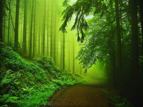 15 Greatest Desktop Background Green Nature You Can Download It Free