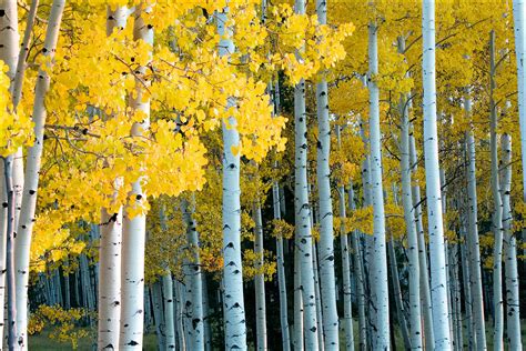 Photograph Of Forest Of Yellow Aspen Trees During Fall And The Changing