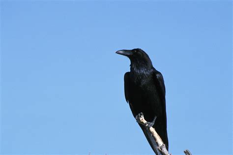 Free Picture Raven Sitting Branch