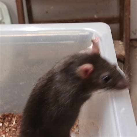 Any One Breed Dwarf Rats Feeders Morphmarket Reptile Community