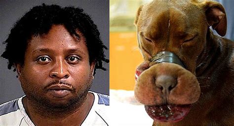 Update Parole Denied For Abuser Of Caitlyn The Dog Life With Dogs
