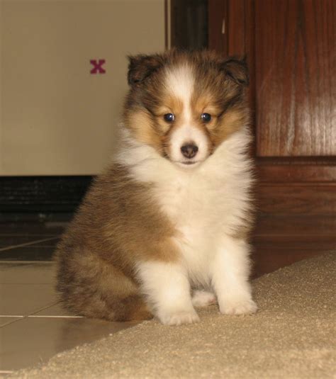 We have hundreds of available puppies and breeds for adoption. Sheltie, Caesar 7 weeks old | Miniature dog breeds ...