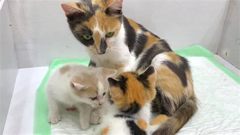 Mama Cat Does The Cutest Things During Labor Calico Cat Licks Strange