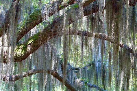 10 Photos That Show Beaufort Is A Spanish Moss Lovers Paradise